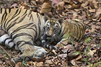 Bengal Tiger (Panthera tigris tigris) eight week o