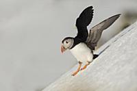 Atlantic Puffin (Fratercula arctica) adult, breedi