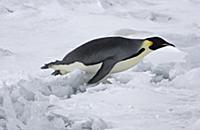 Emperor Penguin (Aptenodytes forsteri) adult, tobo