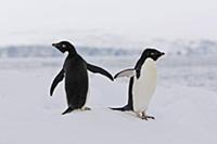 Adelie Penguin (Pygoscelis adeliae) pair on iceber