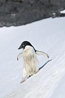 Adelie Penguin (Pygoscelis adeliae) sliding down i