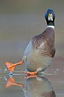 Mallard (Anas platyrhynchos) male sliding on ice, 
