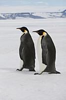 Emperor Penguin (Aptenodytes forsteri) pair walkin