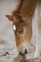 Namib Desert Horse (Equus caballus) foal grazing, 