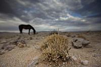Namib Desert Horse (Equus caballus) grazing in des