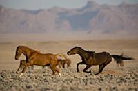 Namib Desert Horse (Equus caballus) dominant stall