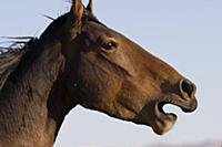 Namib Desert Horse (Equus caballus), Namib-Naukluf