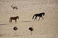 Ostrich (Struthio camelus) pair, Namib Desert Hors