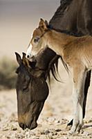 Namib Desert Horse (Equus caballus) mother grazing