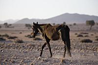 Namib Desert Horse (Equus caballus) emaciated due 