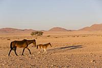 Namib Desert Horse (Equus caballus) mother and foa