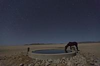 Namib Desert Horse (Equus caballus) drinking in de
