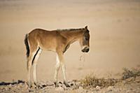 Namib Desert Horse (Equus caballus) foal feeding o