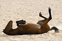 Namib Desert Horse (Equus caballus) dust bathing, 