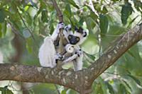 Сифака Верро (Verreaux’s Sifaka) или Хохлатый Индр