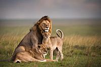 Семья африканских львов (Panthera Leo). Заповедник