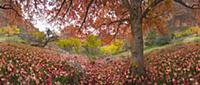 Maple (Acer sp) and Cottonwood (Populus sp) trees 