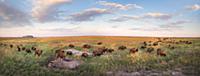 American Bison (Bison bison) herd on prairie with 