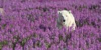 Polar Bear (Ursus maritimus) in a field of Firewee