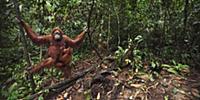 Sumatran Orangutan (Pongo abelii) twenty-two year 