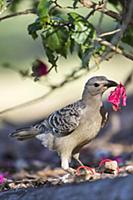 Great Bowerbird (Chlamydera nuchalis) carrying flo