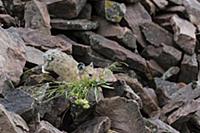 American Pika (Ochotona princeps) collecting veget
