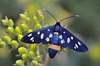 Nine Spotted (Amata phegea)moth, Switzerland