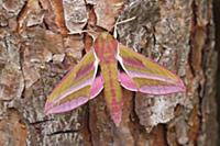 Elephant Hawk Moth (Deilephila elpenor) on Scotch 