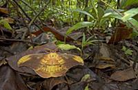 Silk Moth (Copaxa syntheratoides) amid leaf litter