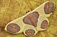 Geometer Moth (Plutodes flavescens), Mount Kinabal