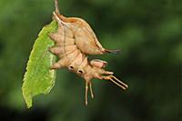 Lobster Moth (Stauropus fagi) fully grown larva, i
