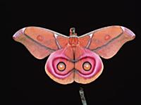 Suraka Silk Moth (Antherina suraka) portrait, show