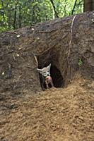 Wolf (Canis lupus) pup in den with prey, Tver, Rus