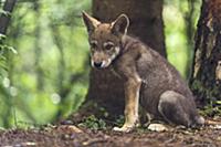 Wolf (Canis lupus) pup, Tver, Russia