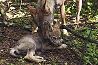 Wolf (Canis lupus) mother picking up pup, Tver, Ru