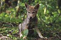 Wolf (Canis lupus) pup, Tver, Russia