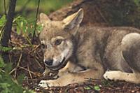 Wolf (Canis lupus) pup feeding on snake prey, Tver