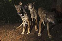 Wolf (Canis lupus) trio playing, Tver, Russia