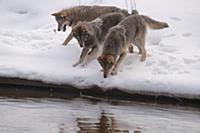 Wolf (Canis lupus) pack in snow along river, Tver,