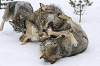 Wolf (Canis lupus) trio in dominance display in sn