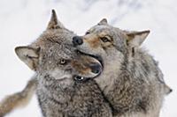 Wolf (Canis lupus) pair greeting each other in win