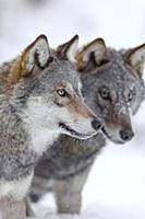 Wolf (Canis lupus) pair in winter, Tver, Russia