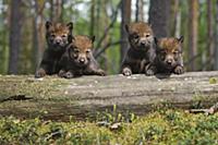 Wolf (Canis lupus) pups, Tver, Russia