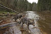 Wolf (Canis lupus) trio crossing river, Tver, Russ