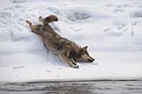 Wolf (Canis lupus) rolling in snow, Tver, Russia