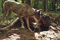 Wolf (Canis lupus) parent with pup at den, Tver, R
