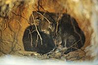 Wolf (Canis lupus) sleeping pups in den, Tver, Rus