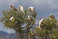 Little Corella (Cacatua sanguinea) flock feeding o