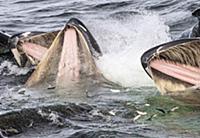 Humpback Whale (Megaptera novaeangliae) group coop