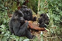 Mountain Gorilla (Gorilla gorilla beringei) group 